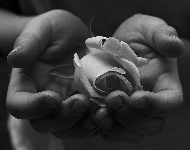 759px-Child's_Hands_Holding_White_Rose_for_Peace_Free_Creative_Commons_(1535619818)