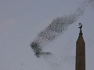 Flock_of_birds_at_Rome.ogv